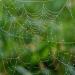 spider web, web, wet-7599664.jpg