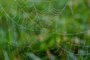 spider web, web, wet-7599664.jpg