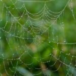 spider web, web, wet-7599664.jpg