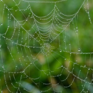 spider web, web, wet-7599664.jpg