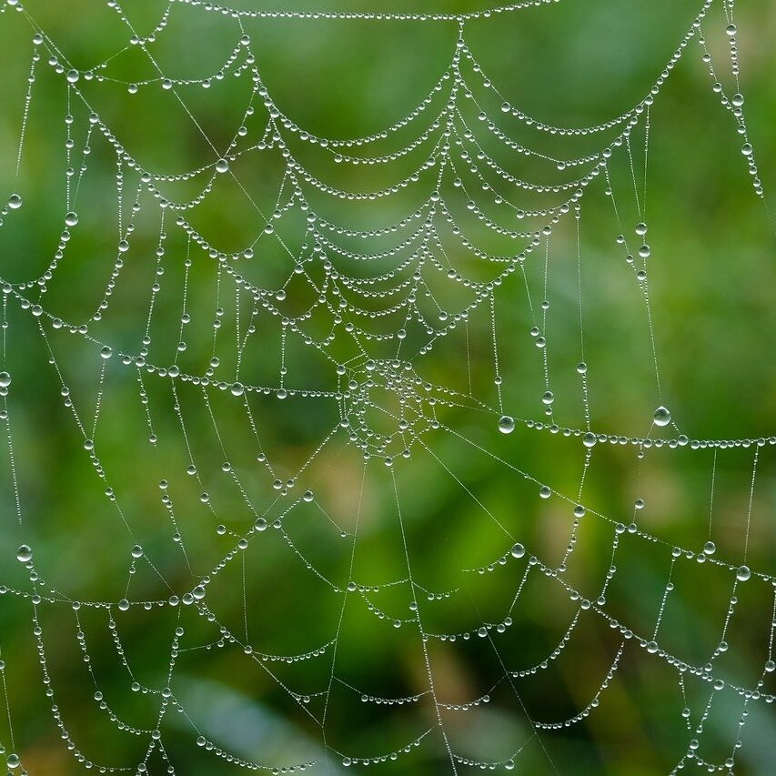 spider web, web, wet-7599664.jpg